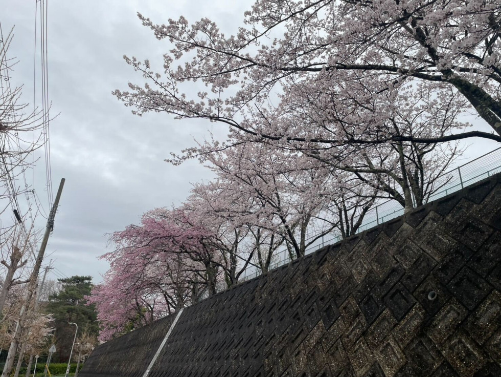 のせでん沿線桜の開花状況