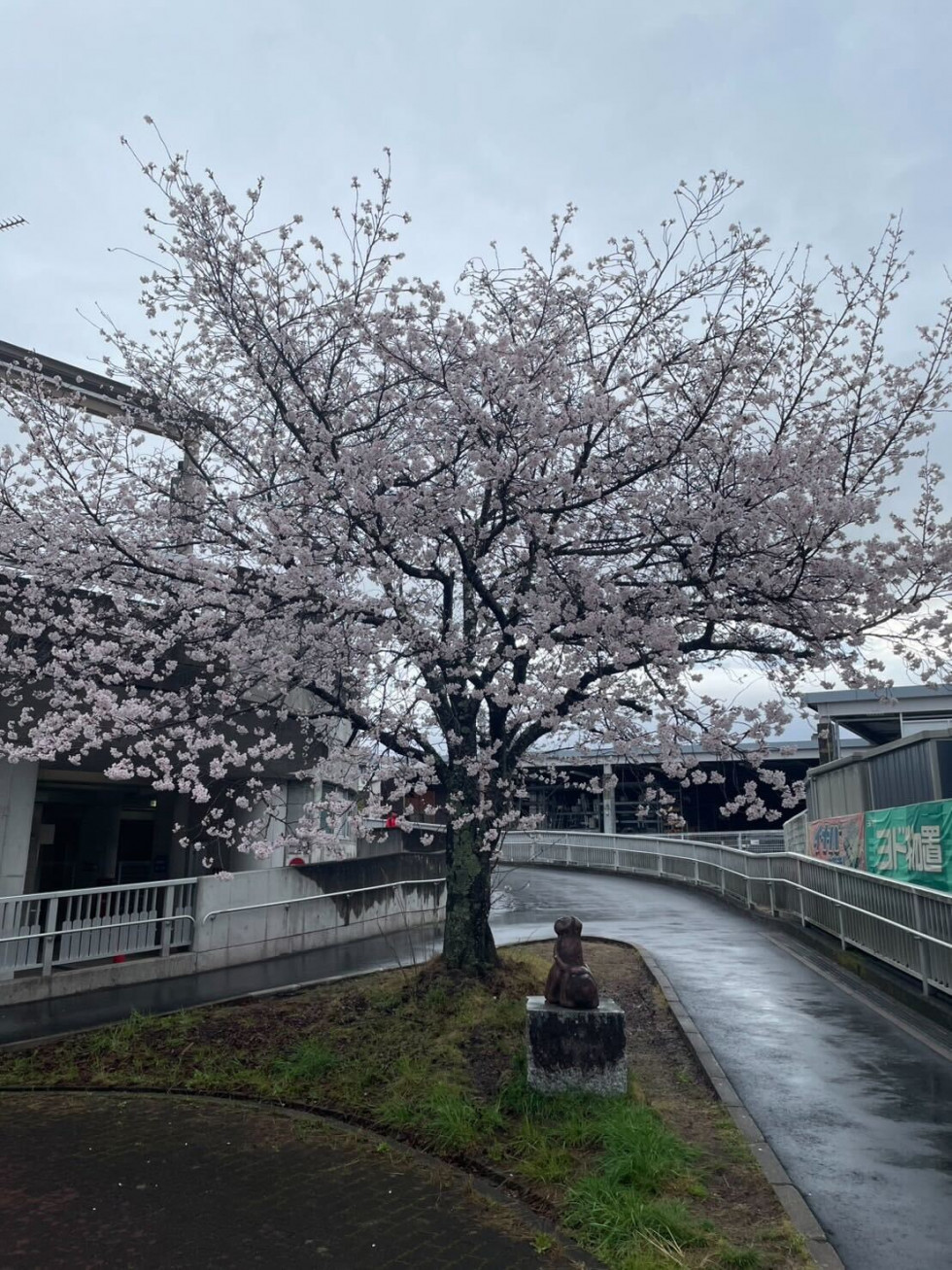 のせでん沿線桜の開花状況
