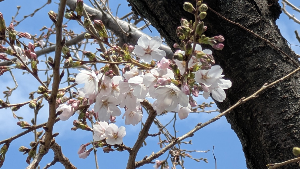 のせでん沿線桜の開花状況