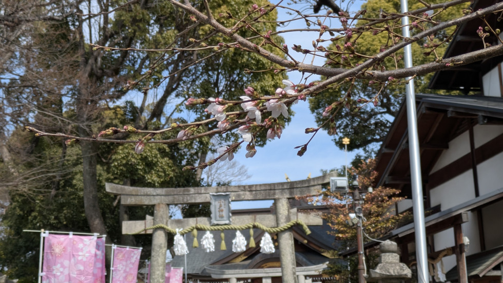のせでん沿線桜の開花状況