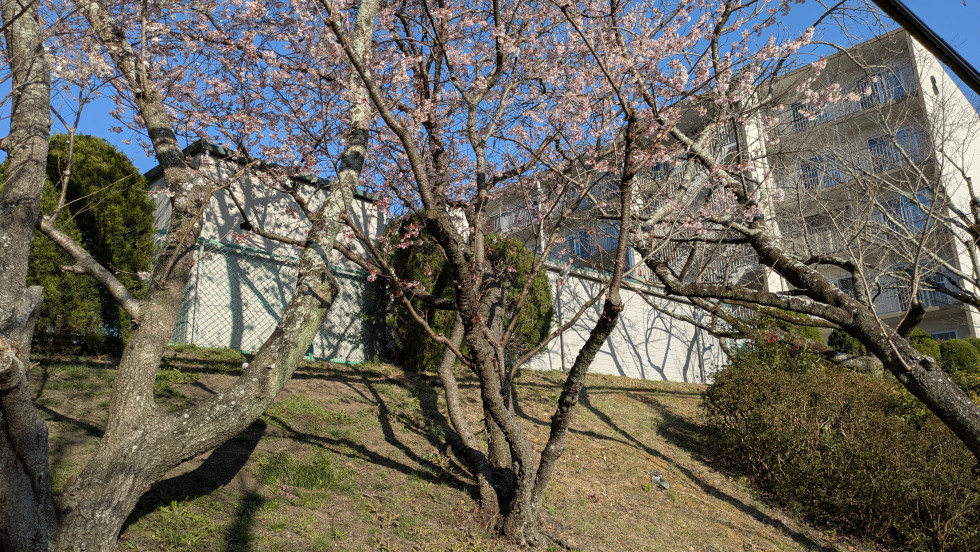 のせでん沿線桜の開花状況