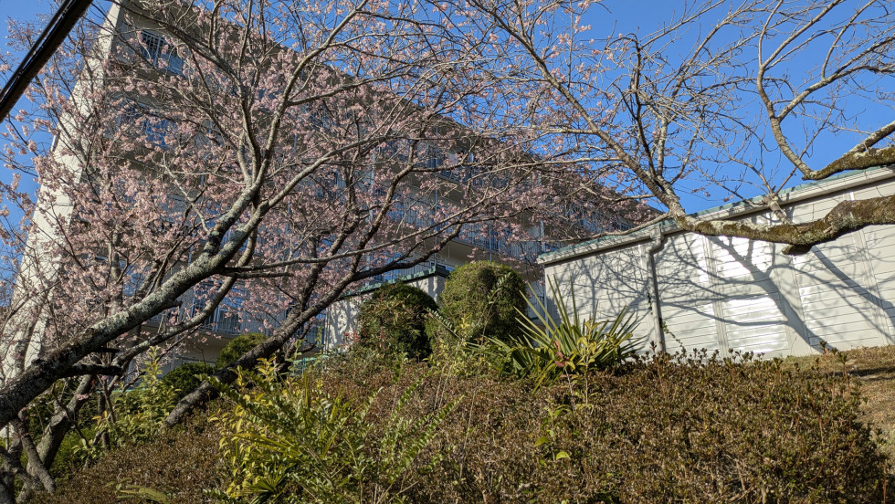 のせでん沿線桜の開花状況