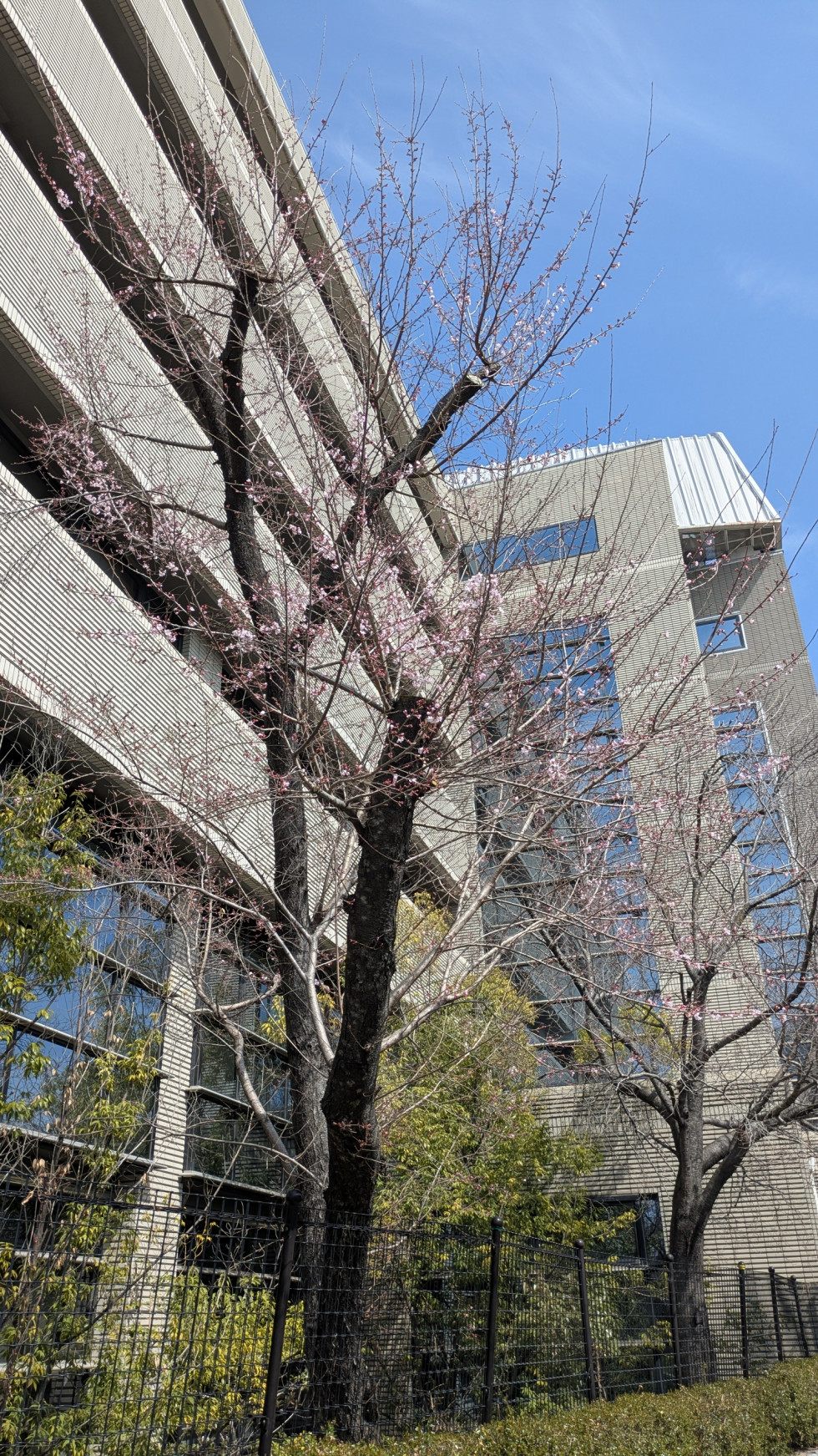 のせでん沿線桜の開花状況