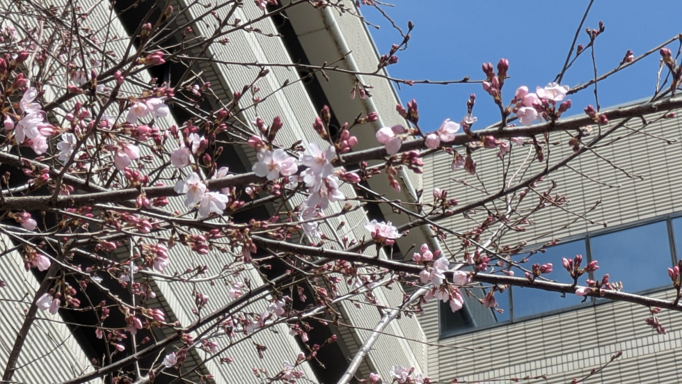 のせでん沿線桜の開花状況