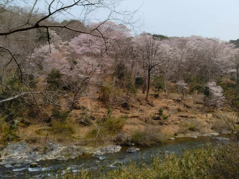 のせでん沿線桜の開花状況
