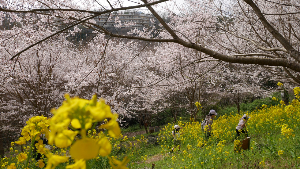 のせでん沿線桜の開花状況