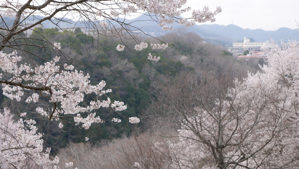 のせでん沿線桜の開花状況