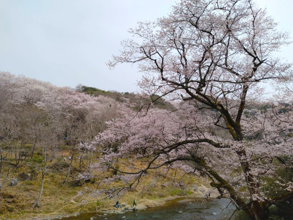 のせでん沿線桜の開花状況