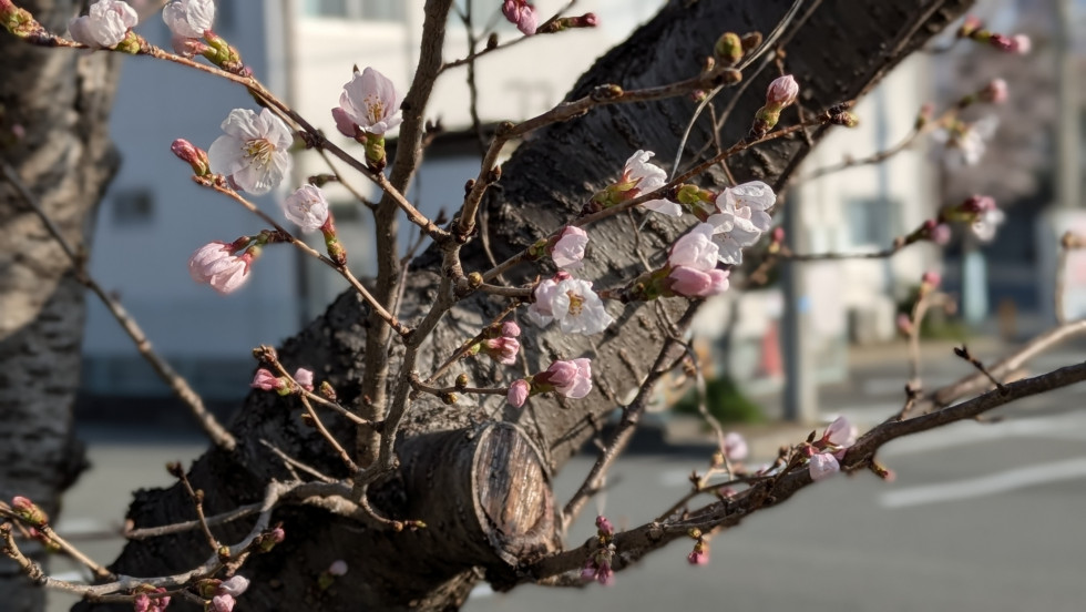 のせでん沿線桜の開花状況