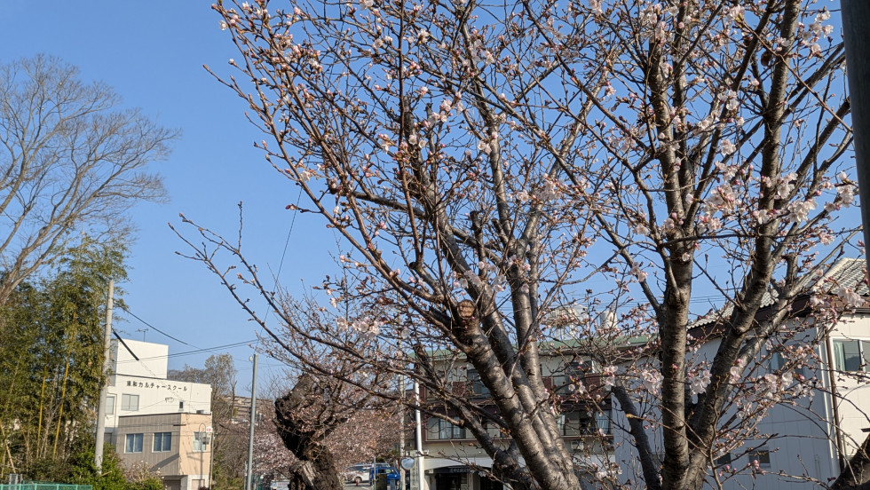 のせでん沿線桜の開花状況