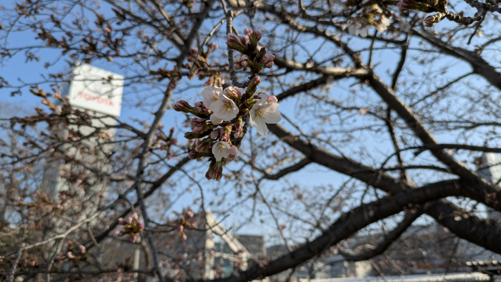 のせでん沿線桜の開花状況