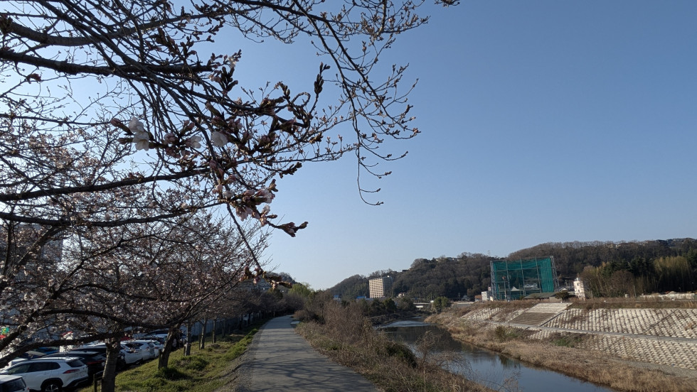 のせでん沿線桜の開花状況