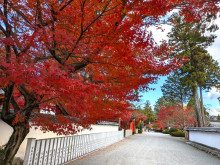 のせでん沿線紅葉スポット紹介