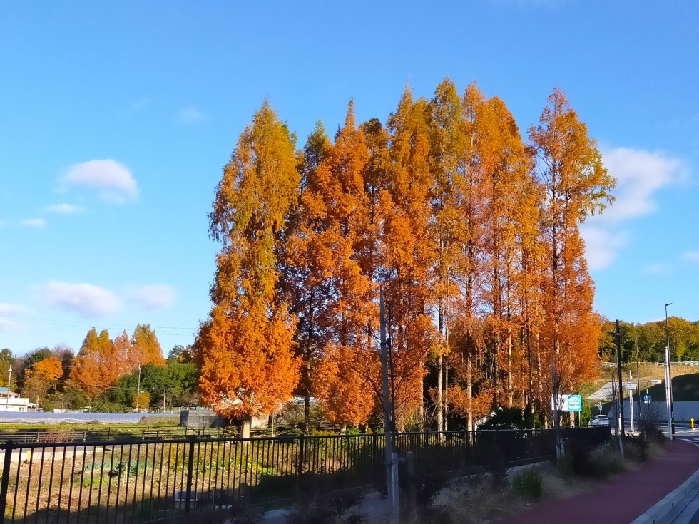 のせでん沿線情報