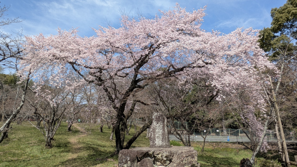 のせでん沿線桜の開花状況